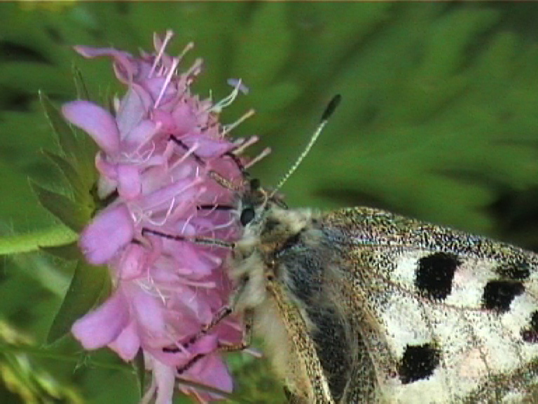 butt20a