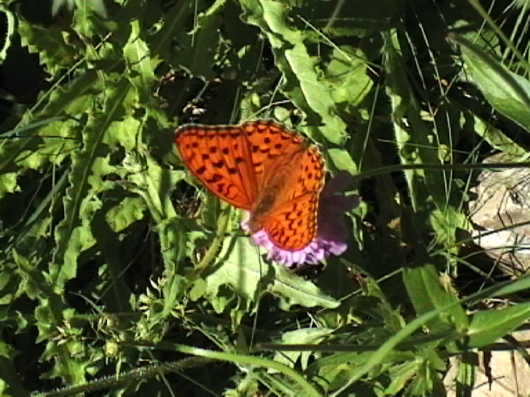 butt33a