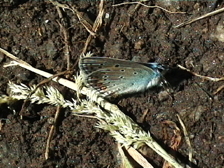 butt38