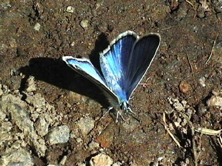 butt39a