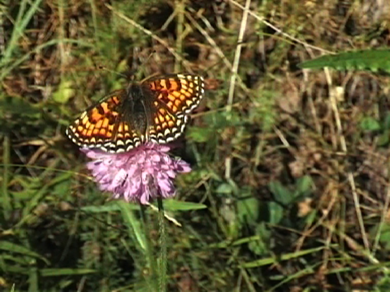 butt44a