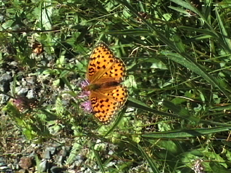 butt45a